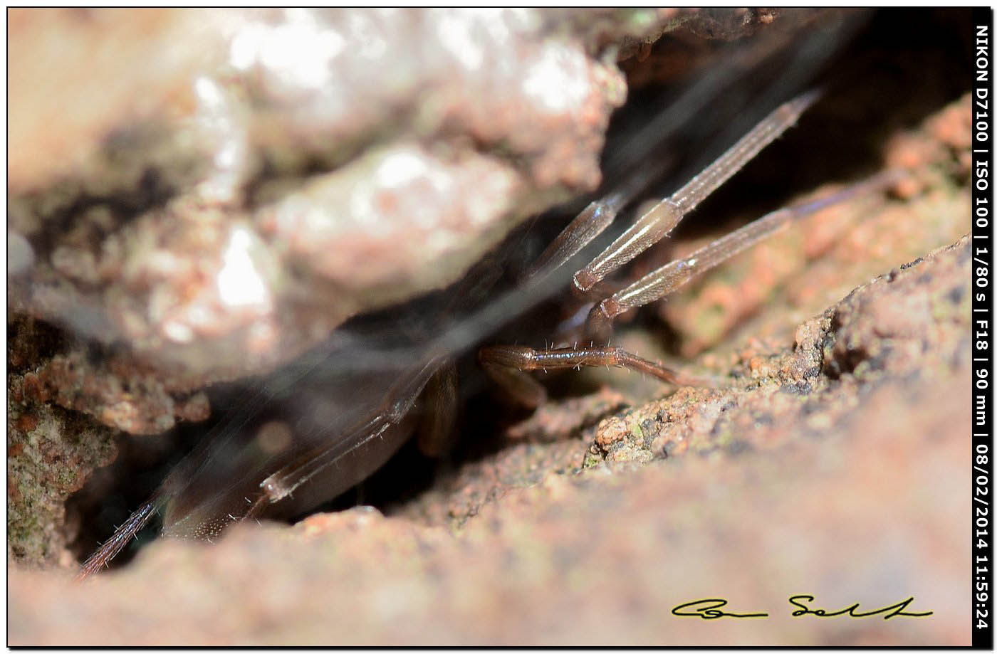 Harpactea sp. - Alghero (SS)